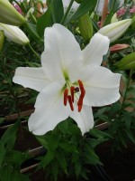 [3454 Sedano No02.JPG]